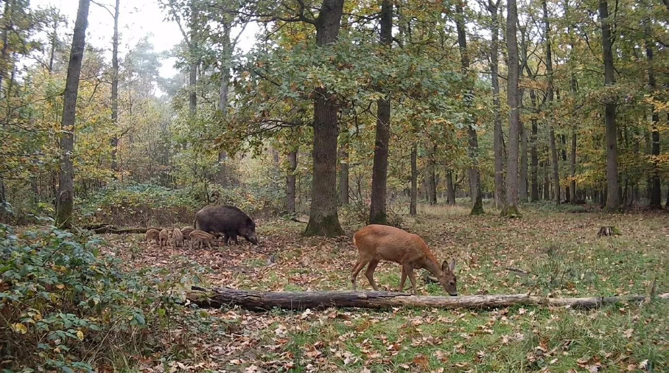 Wildkameras und Populationserfassung 2